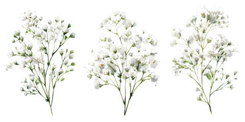 Three delicate watercolor sprigs of baby's breath flowers delicate light yellow and white floral arrangement isolated on transparent background