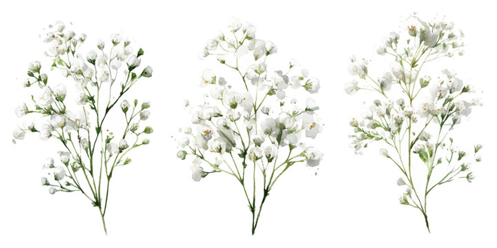 Three delicate watercolor sprigs of baby's breath flowers delicate light yellow and white floral arrangement isolated on transparent background