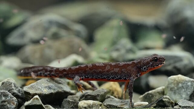 Junger Bergmolch (Mesotriton alpestris) frisst Wasserfl&ouml;he // alpine newt catching water fleas