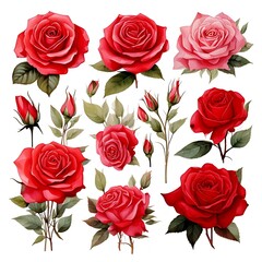 Watercolor style roses on a white background