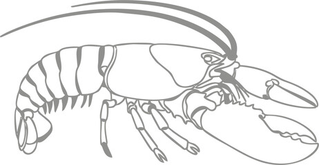 Minimalist Lobster Side View Vector Outline