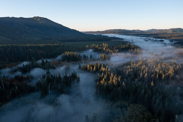 Aerial drone picture of low clouds and fog in autumn moving above dense evergreen forest in Olympic National Forest, Washington State, USA, during calm fall morning with soft sunlight over mountains	