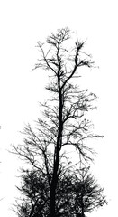 Silhouette of bare tree with branches isolated on white. Black and white vector illustration
