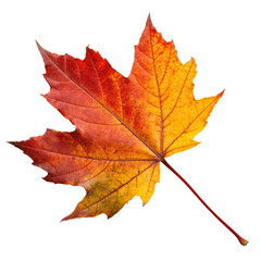 Fototapeta premium A vibrant maple leaf showcasing autumn colors of red, orange, and yellow with intricate vein patterns.