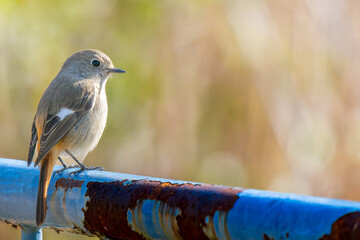 柵にとまるジョウビタキのメス