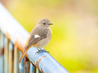 柵にとまるジョウビタキのメス