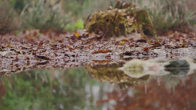 Red squirrel Sciurus vulgaris stands upright on forest floor in alert slow motion pose