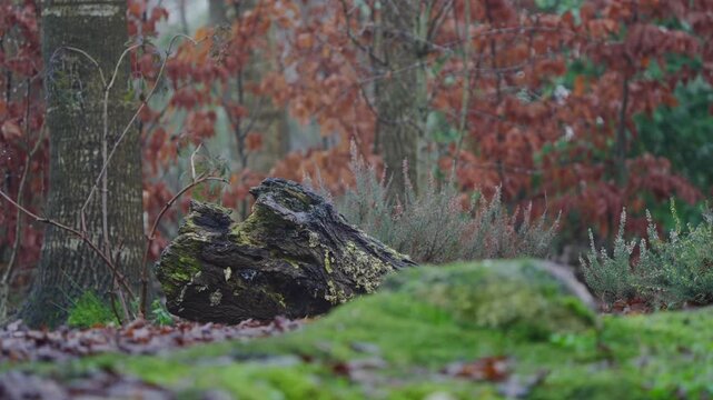 Red squirrel Sciurus vulgaris runs in alert motion through colorful autumn woodland
