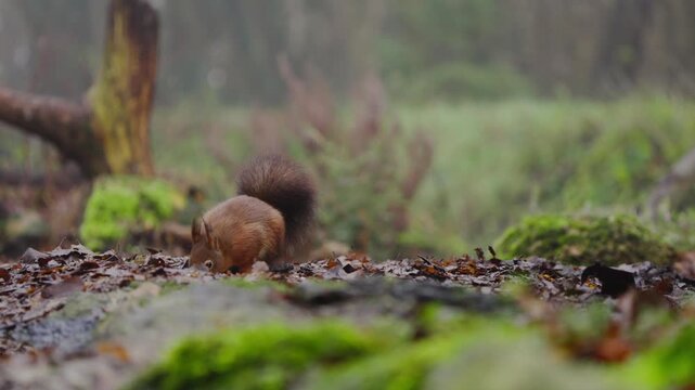 Red squirrel Sciurus vulgaris sniffing forest moss slowly with raised ears and alert posture