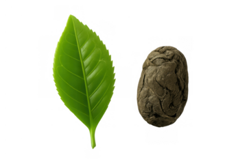 Green tea leaf and dried compressed fermented tea pellet, illustrating the processing stages, isolated concept