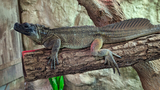 Hydrosaurus Lizard on a Branch, Exotic Water Dragon in Tropical Habitat