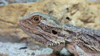 Bearded Dragon (Pogona) in Natural Habitat, Exotic Reptile Close-Up