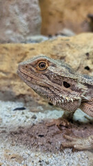 Bearded Dragon (Pogona) in Natural Habitat, Exotic Reptile Close-Up