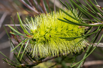 Pine-leaved Bottlebrush tree in flower