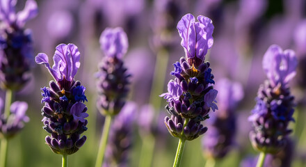 Obraz premium Lavender Dream Texture