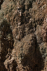 A detailed texture of a tree bark layer, which is rough and cracked, and within the layer are the growing roots.