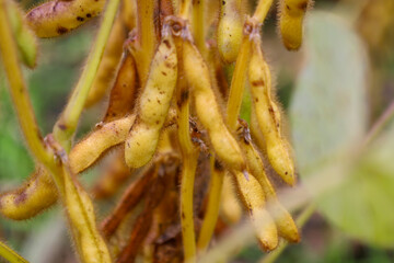 ​A macro photograph displays a cluster of yellow, hairy pods of a ripening agricultural crop, growing densely on a stem in a farm field. 