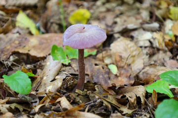 ​A macro photograph features a solitary mushroom with a pale lilac or pink cap that has a small depression in the center, and a slender, brown stem. 