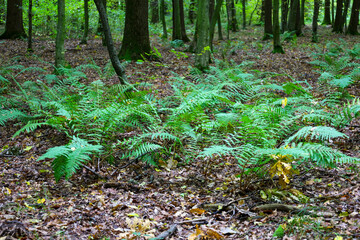 This wide shot features a green carpet of ferns growing across the forest floor, which is covered in brown fallen leaves.
