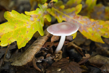This close-up showcases a solitary mushroom with a pale pink cap and a white stem, emerging from the forest floor.