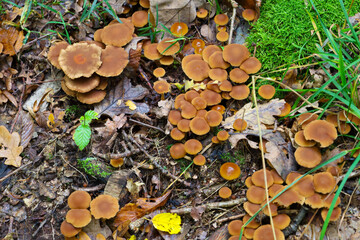 An overhead view captures a large cluster of small mushrooms with brownish-orange caps, growing densely on the forest floor.