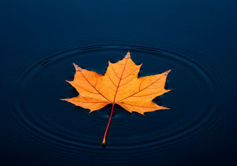 Golden Maple Leaf Floating on Tranquil Water Surface