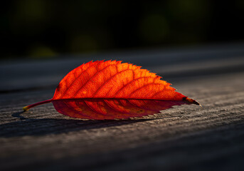 Vibrant Red Leaf Illuminated by Sunlight on Wooden Surface