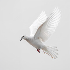 White Dove in Flight on Light Gray Background, Symbol of Peace with Fully Spread Wings and Graceful Pose