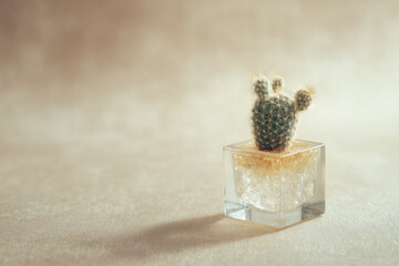 Small cactus in transparent glass cube planter on beige background minimal style soft light indoor plant modern decor peaceful mood succulent home gardening