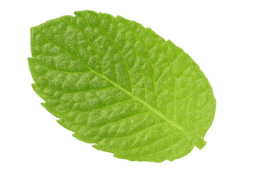 Obraz premium Fresh green mint leaf displaying natural texture and freshness, isolated on a transparent background