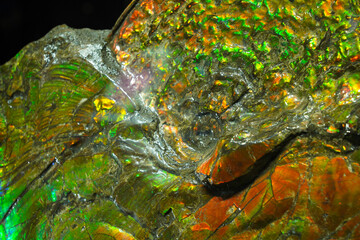 Rare ammolite gemstone with iridescent greens, oranges, and reds. Fossilized ammonite shell from Alberta, Canada, showing natural play-of-color in aragonite layers.