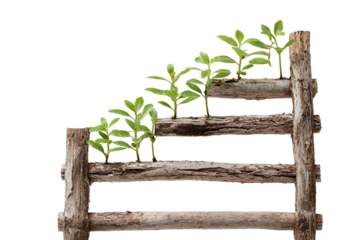 Young green plants growing on a rustic wooden ladder isolated on transparent background