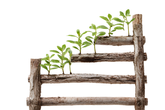 Young green plants growing on a rustic wooden ladder isolated on transparent background