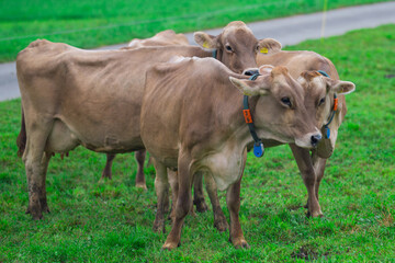 Cattle grazing in pasture. Herd of cattle. Livestock cow feeding on green grass. Grazing cow pasture on grassy field. Cattle on farm. Grazing cow on village. Open pasture with cow. Cattle herd.