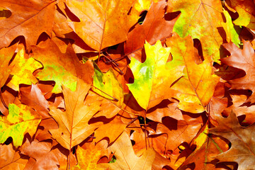 Autumn fall background. Maple and oak foliage. Yellow and orange leaves closeup. Autumn colors. Autumn fall leaves. Autumnal background. Autumn leaves for design. Fall leaves.