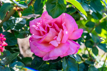 Fototapety na wymiar - Fototapeta24.pl