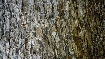 Sub Tropical Wood bark texture 4