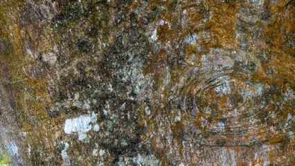 Sub Tropical Wood bark texture 1