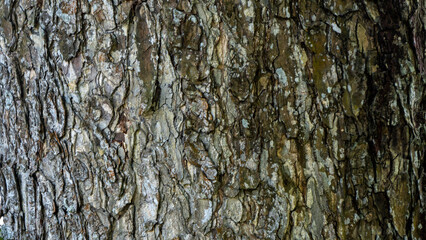 Sub Tropical Wood bark texture 3