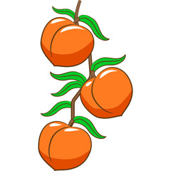 Three Ripe Orange Peaches With Green Leaves On A Brown Stem On A Transparent Background