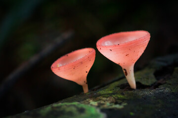 Close-up of pink-orange cup fungi growing on mossy wood in Khao Yai nature trail. Ideal for forest backgrounds, ecological studies, or tropical biodiversity themes.