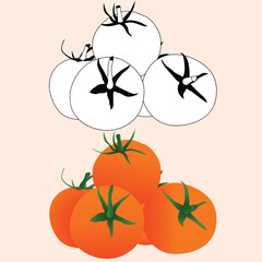 Realstic Tomato Vector Line Art Illustration