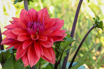 A bright red dahlia blooming in a garden under natural light