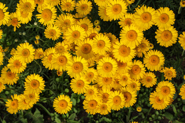 Small, bright garden daisies with large centers bloom in the evening garden