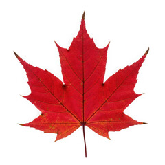 3d realistic red maple leaf isolated on transparent background