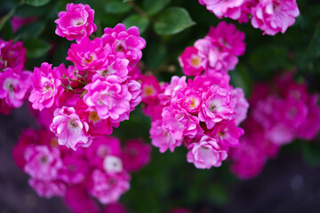 咲きこぼれるピンクのバラの花