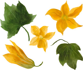 Pumpkin Leaves and Flowers .Watercolor illustration