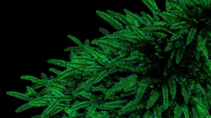 Close-up of green pine branches foliage, nature, close up