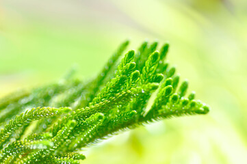 Araucaria cunninghamii, Araucaria heterophylla or Araucaria heterophylla Salisb Franco or Araucariaeae or Hoop pine or House Pine or Norfolk Island Pine or pine tree