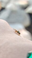 Obraz premium a fruit fly that landed on someone's hand